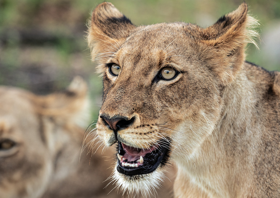 Samsung Galaxy livestreamed 24,000 poaching patrols